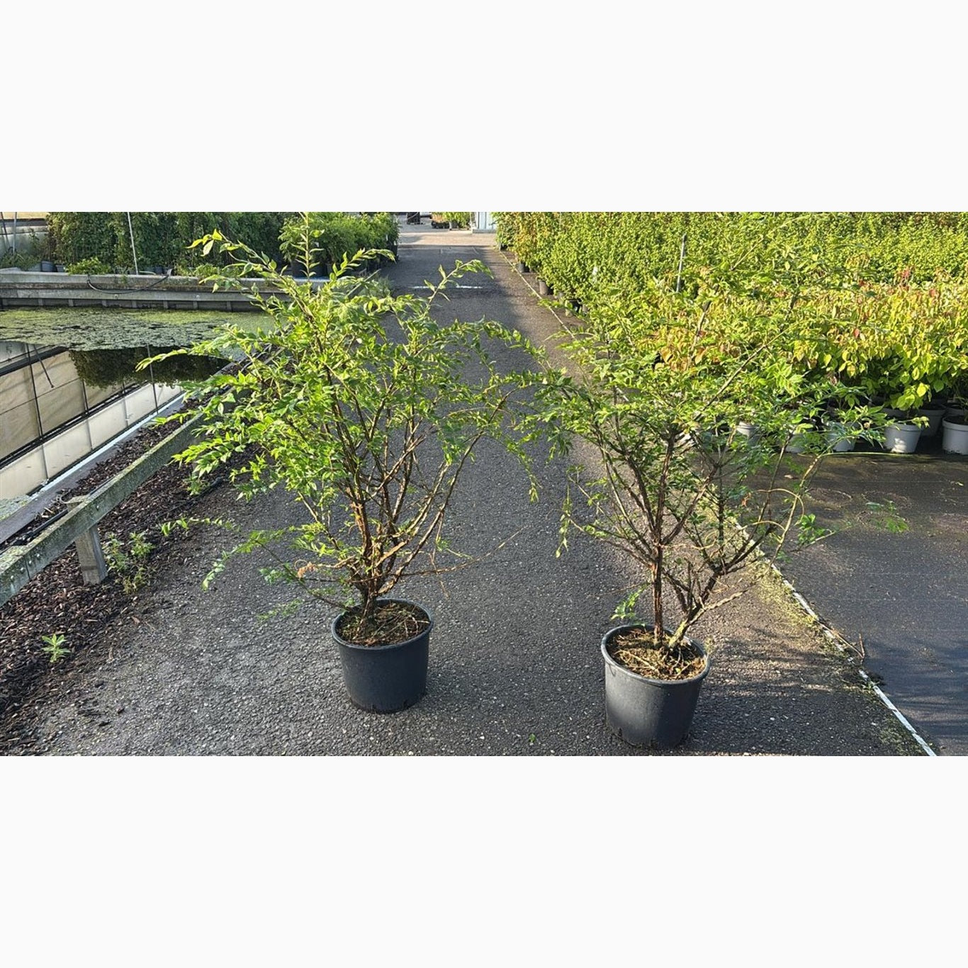 Vingbenved – Euonymus alatus - C15 100-125 CM